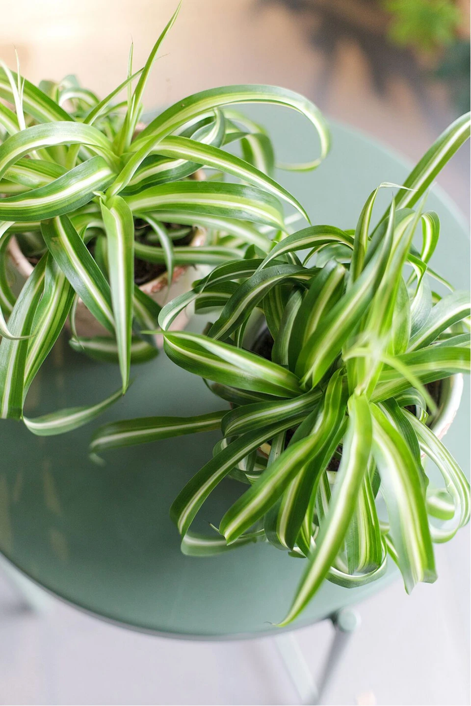 Хлорофитум Бонни(Chlorophytum comosum bonnie) - с добавлением зелени