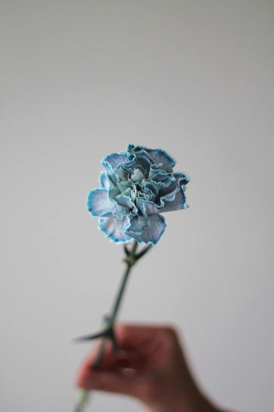 Гвоздика "Blue wind"