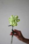 Гвоздика "Lime"