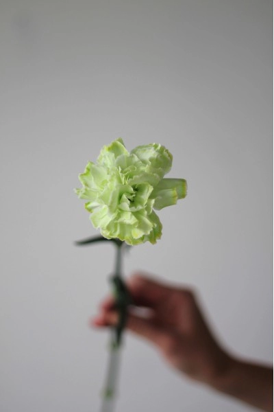 Гвоздика "Lime"