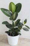 Фикус каучуконосный (Ficus elastica)