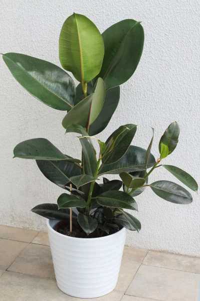 Фикус каучуконосный (Ficus elastica)