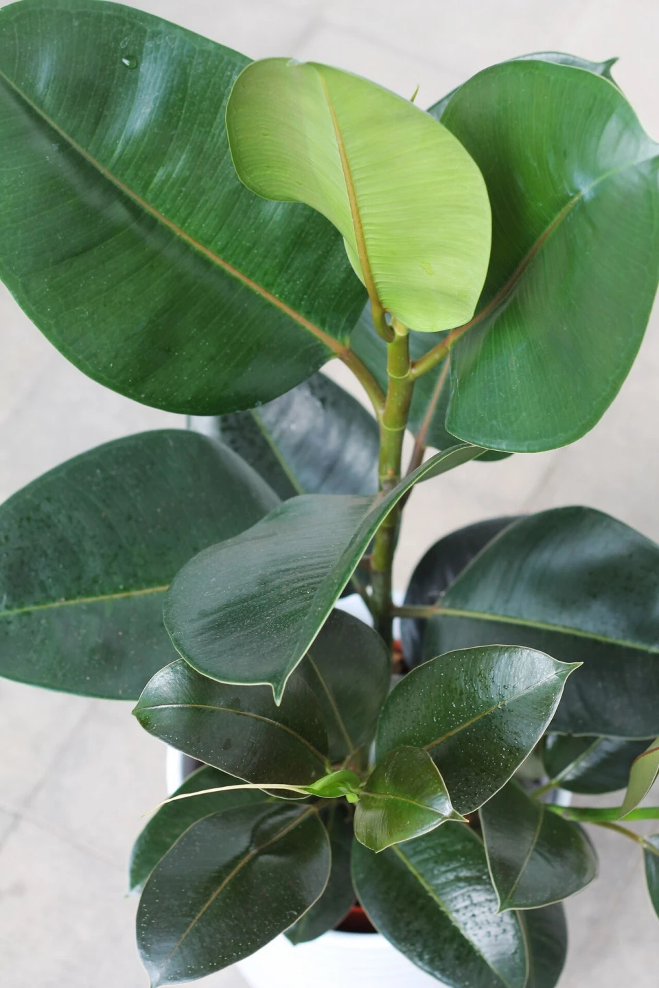 Фикус каучуконосный (Ficus elastica) - с доставкой по Минску