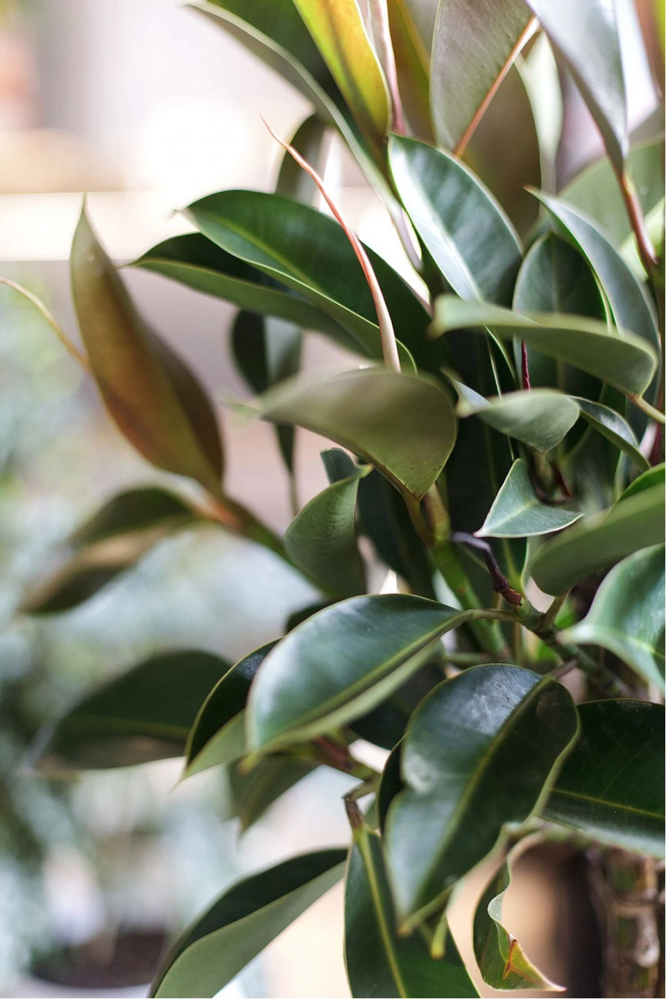 Фикус Эластика Мелани (Ficus elastica Melany) - с доставкой по Минску
