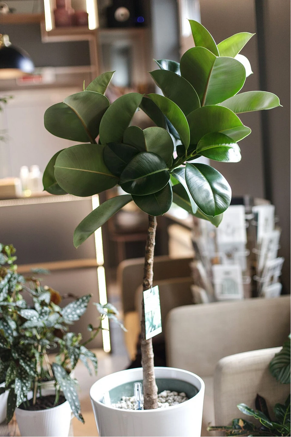 Фикус Эластика Макана (Ficus Elastica Makana) 120 см - с добавлением зелени