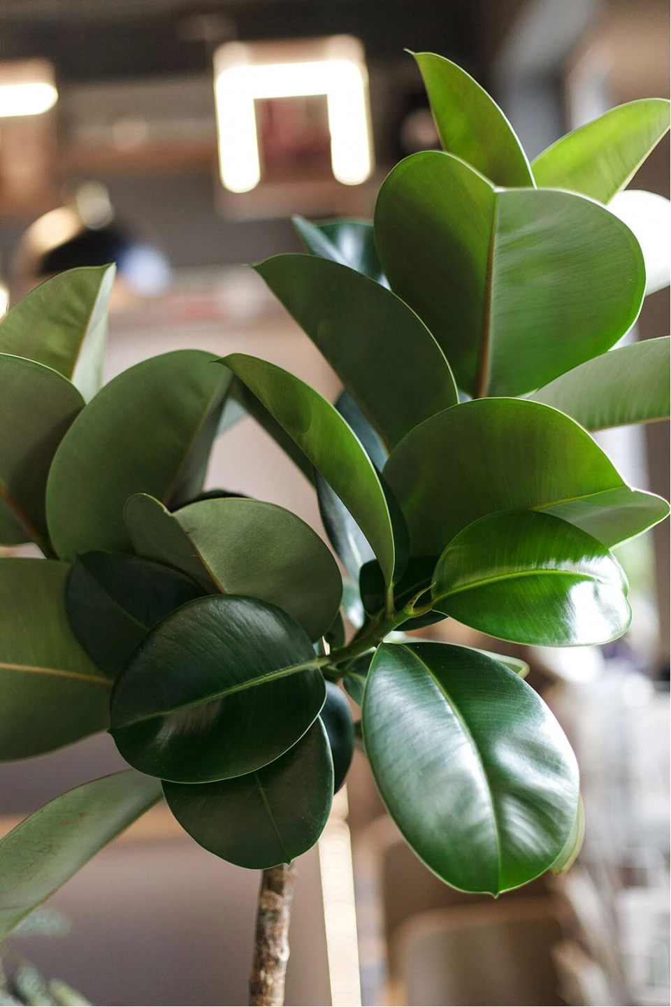 Фикус Эластика Макана (Ficus Elastica Makana) 120 см - с доставкой по Минску