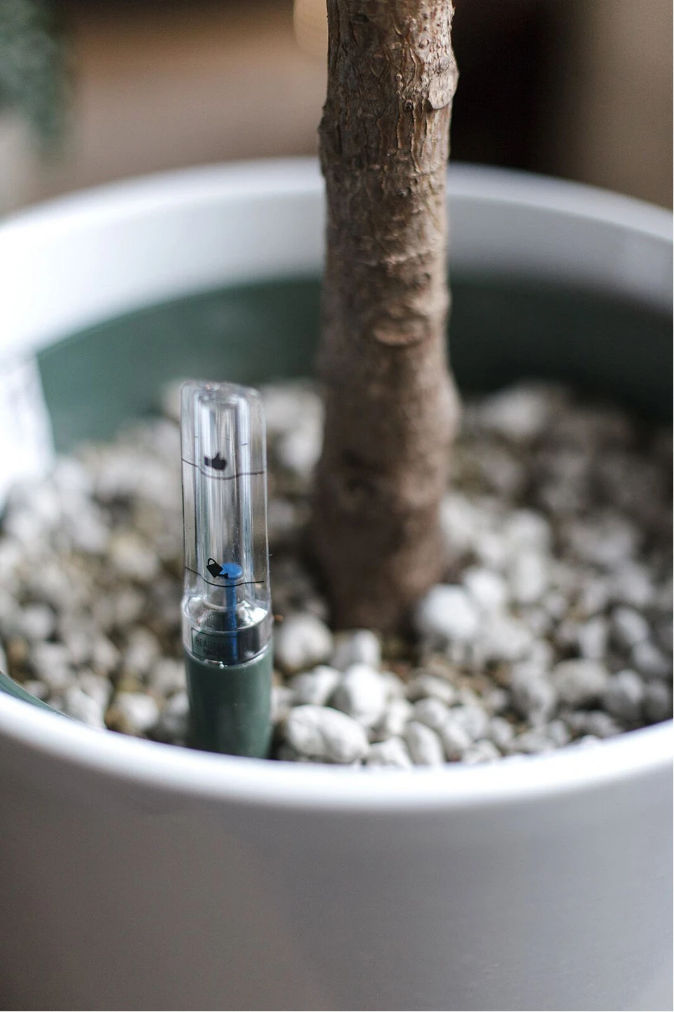 Фикус Эластика Макана (Ficus Elastica Makana) 120 см - подарочное оформление