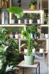 Стрелиция (Strelitzia Nicolai)