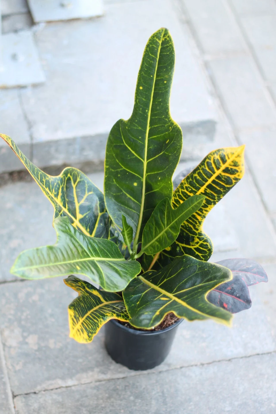Кодиеум (Codiaeum Excellent) 50 см - с доставкой по Минску