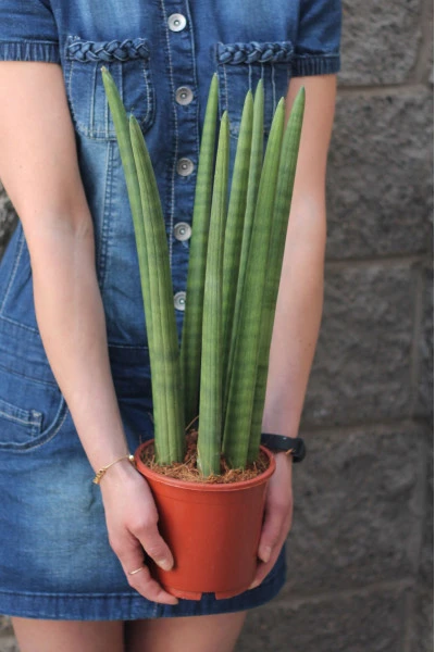 Сансевиерия цилиндрика (Sansevieria Cylindrica) коса