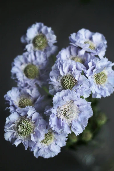Скабиоза (Scabiosa)