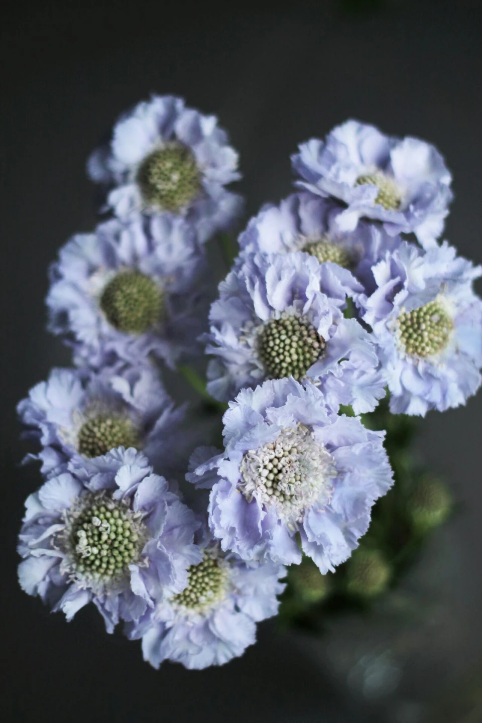 Скабиоза (Scabiosa)