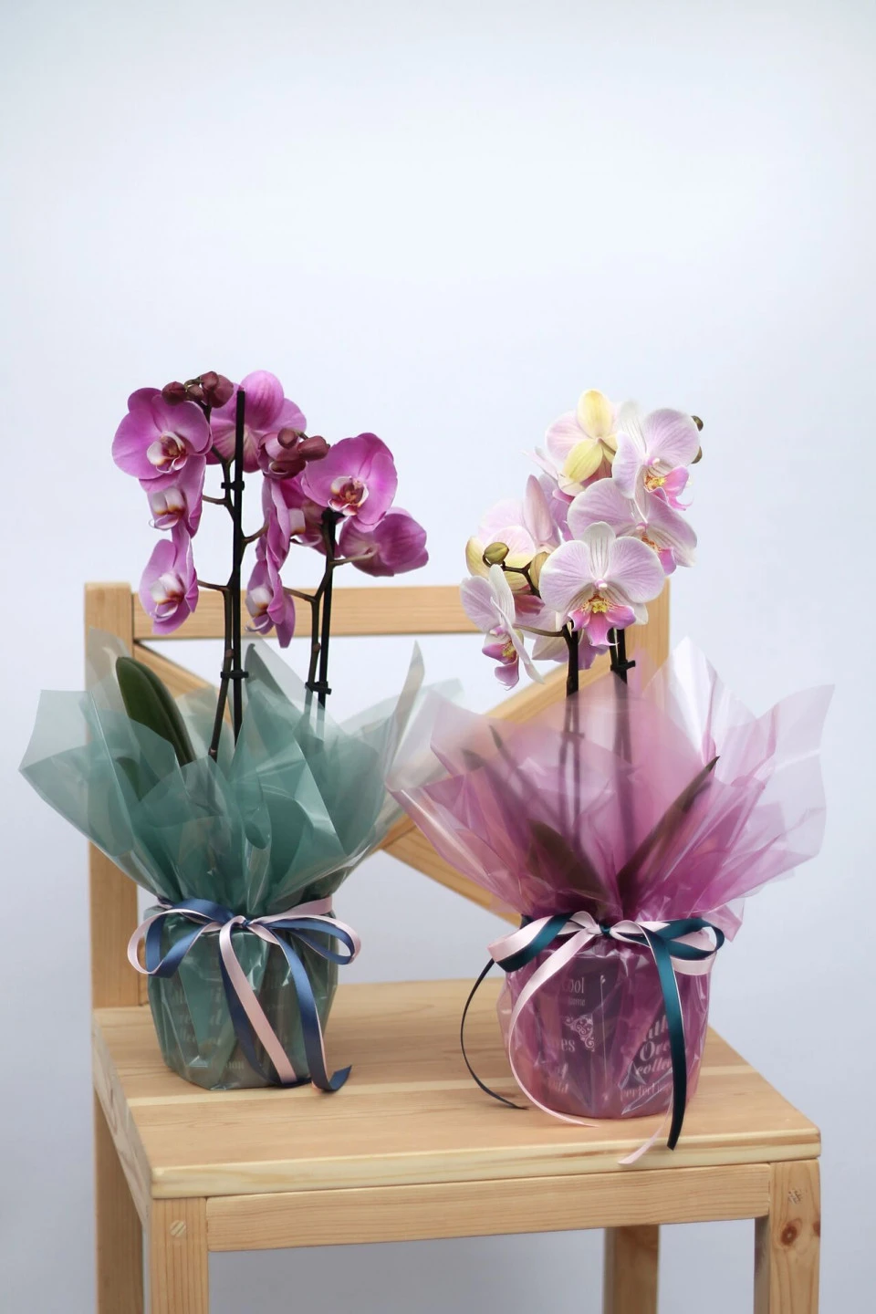 Орхидея Фаленопсис (Phalaenopsis) 2 цветоноса 70 см 10