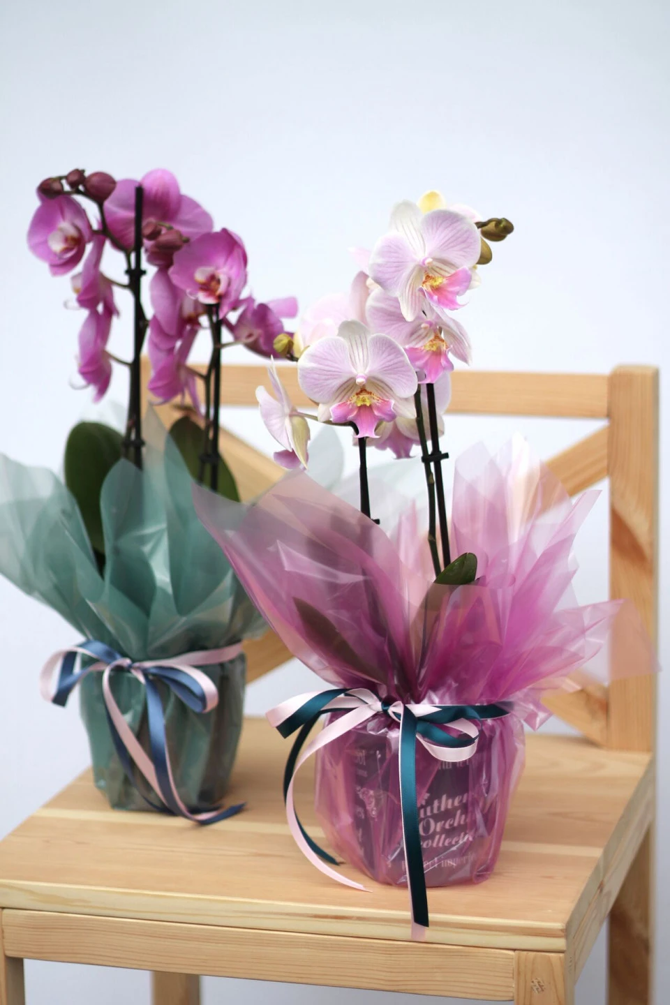 Орхидея Фаленопсис (Phalaenopsis) 2 цветоноса 70 см - быстрая доставка в Минске