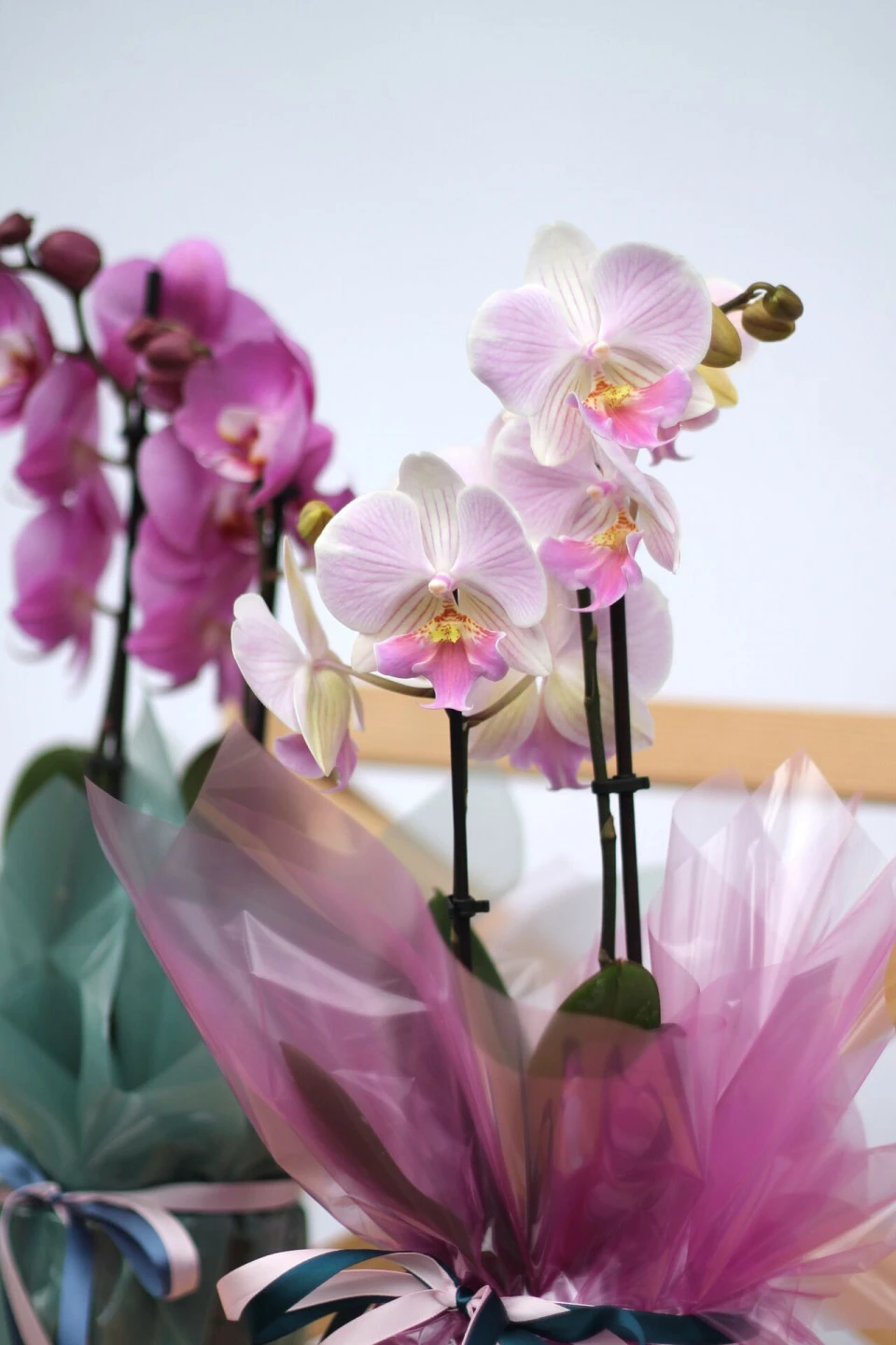 Орхидея Фаленопсис (Phalaenopsis) 2 цветоноса 70 см 8