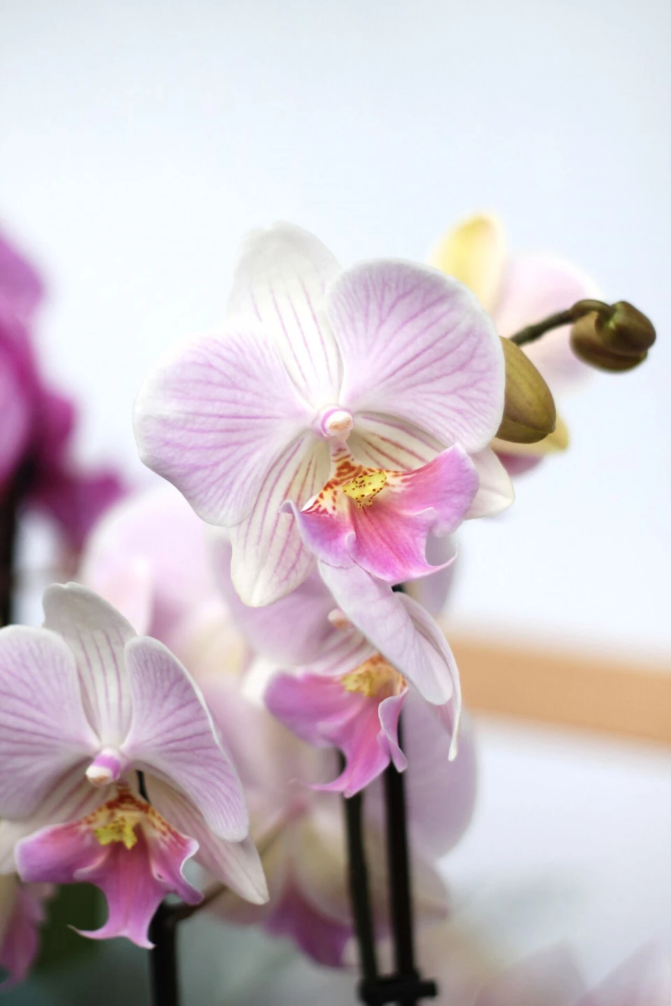 Орхидея Фаленопсис (Phalaenopsis) 2 цветоноса 70 см - для женщины/молодой пары