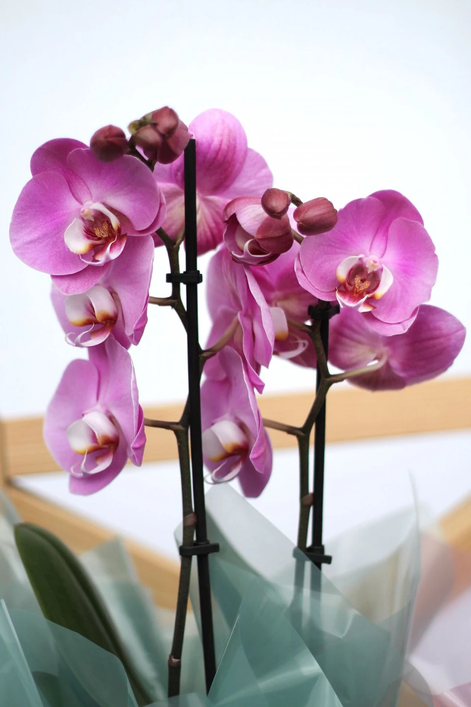 Орхидея Фаленопсис (Phalaenopsis) 2 цветоноса 70 см 9