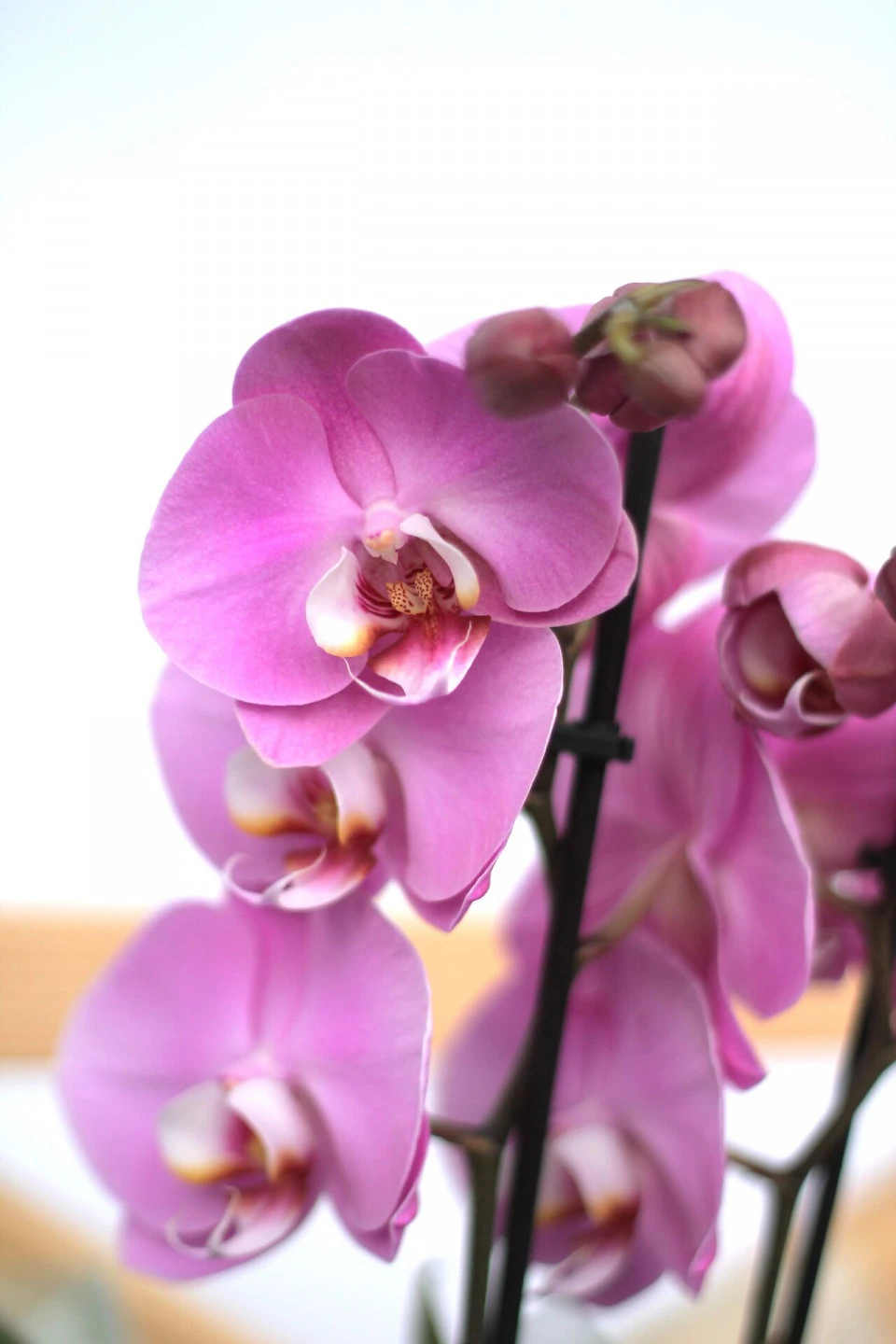 Орхидея Фаленопсис (Phalaenopsis) 2 цветоноса 70 см 7