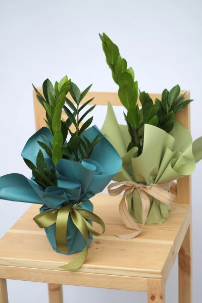 Замиокулькас (Zamioculcas)