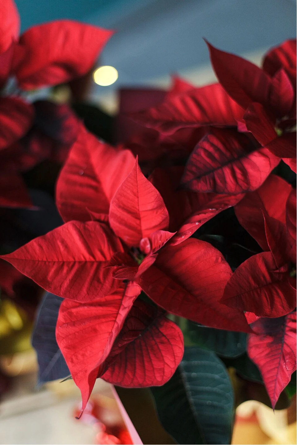 Poinsettia (Пуансеттия) 30 см - подарочное оформление