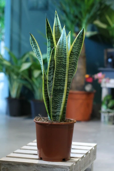 Сансевиерия лауренти (Sansevieria laurentii) 60 см