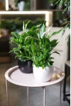 Спатифиллум (Spatiphyllum) 50 см