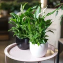 Спатифиллум (Spatiphyllum) 60 см - миниатюра