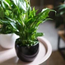 Спатифиллум (Spatiphyllum) 60 см - для женщины/молодой пары - миниатюра