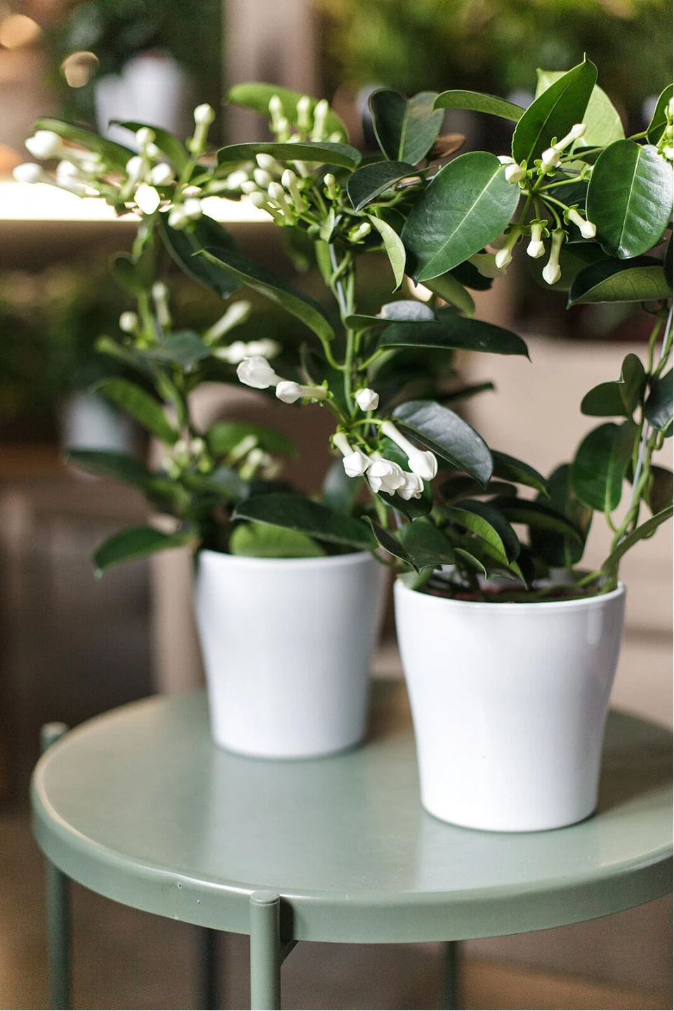 Стефанотис (Stephanotis) 40 см - для женщины/молодой пары