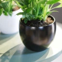 Спатифиллум (Spatiphyllum) 60 см - миниатюра 8