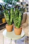 Сансевиерия Зейланика (Sansevieria Zeylanica)
