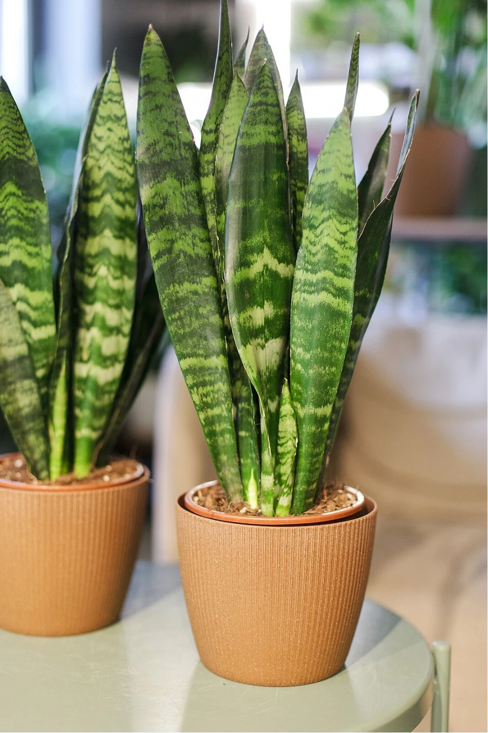 Сансевиерия Зейланика (Sansevieria Zeylanica) - с доставкой по Минску