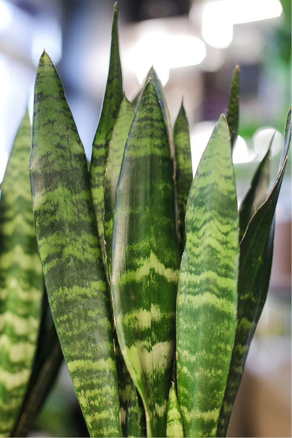 Сансевиерия Зейланика (Sansevieria Zeylanica) - с добавлением зелени