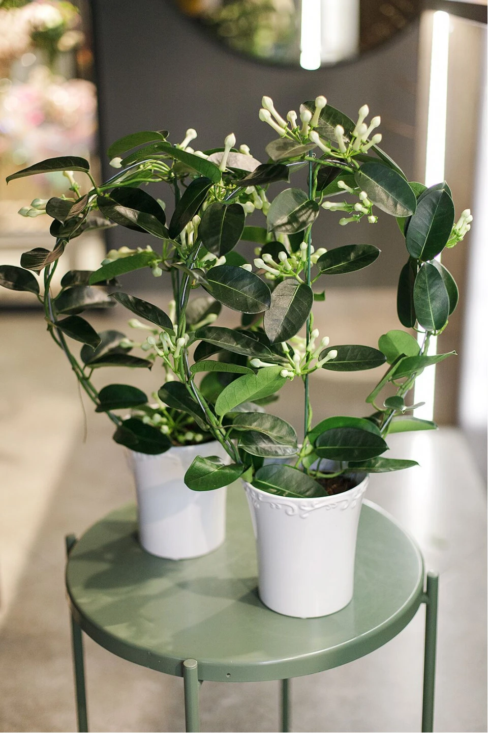 Стефанотис (Stephanotis) 40 см - с доставкой по Минску
