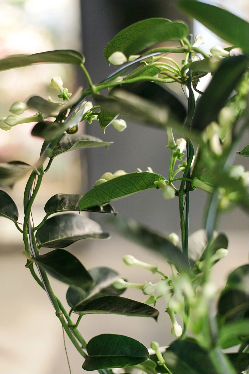 Стефанотис (Stephanotis) 40 см - быстрая доставка в Минске