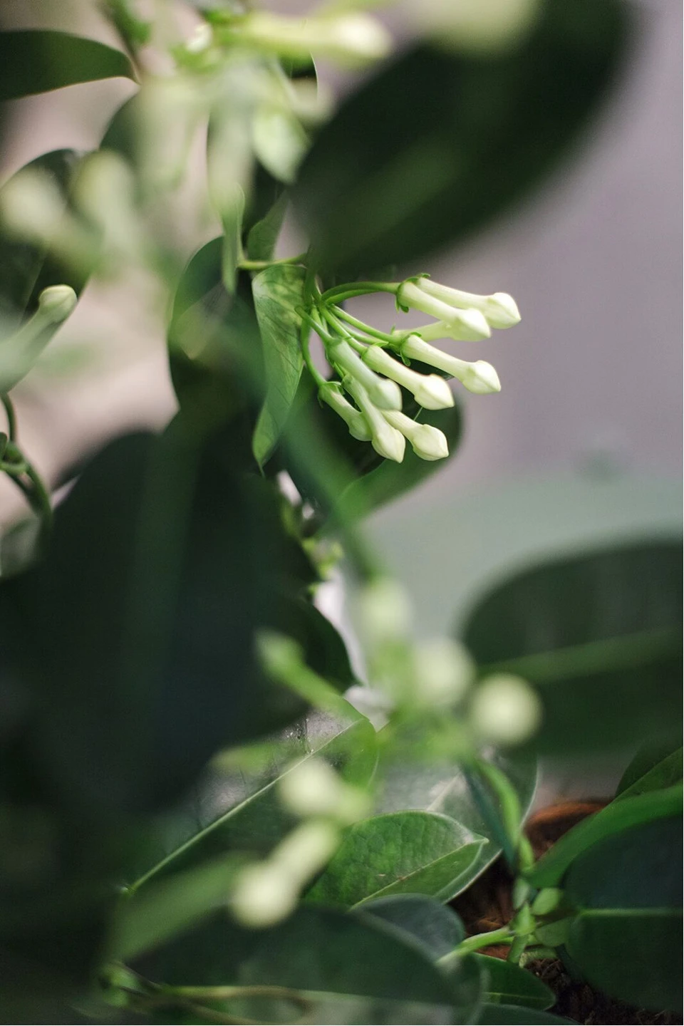 Стефанотис (Stephanotis) 40 см - подарочное оформление