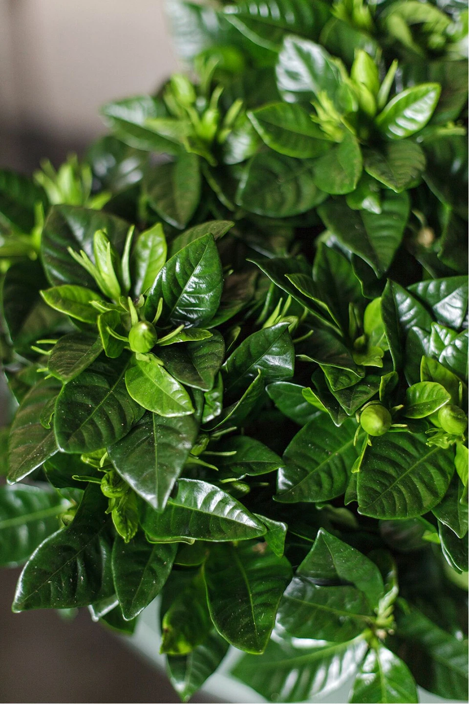 Гардения (Gardenia) 7