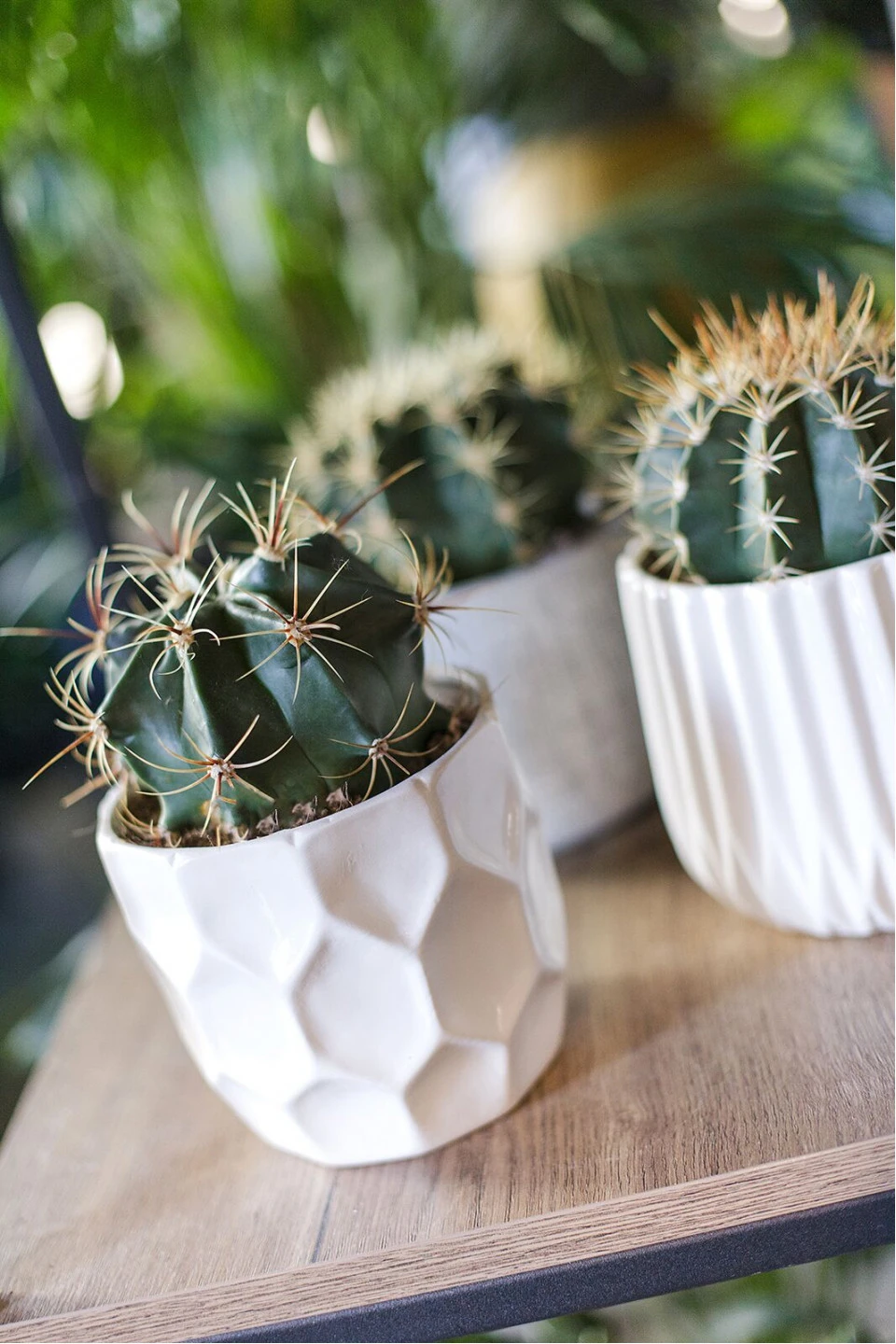 Ферокактус (Ferocactus) 18-12 - с добавлением зелени