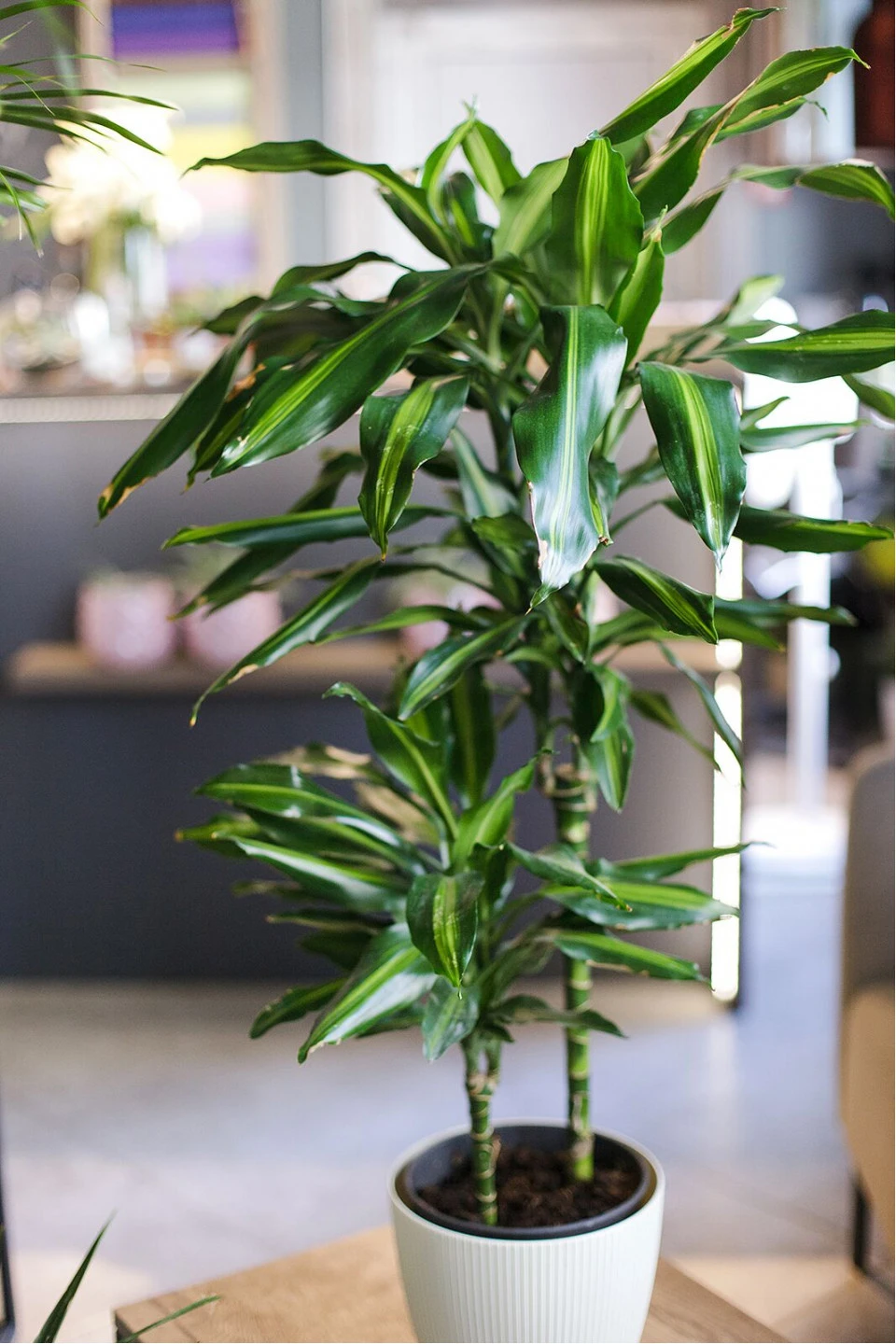 Драцена душистая (Dracaena fragrans) 100-15 - с доставкой по Минску