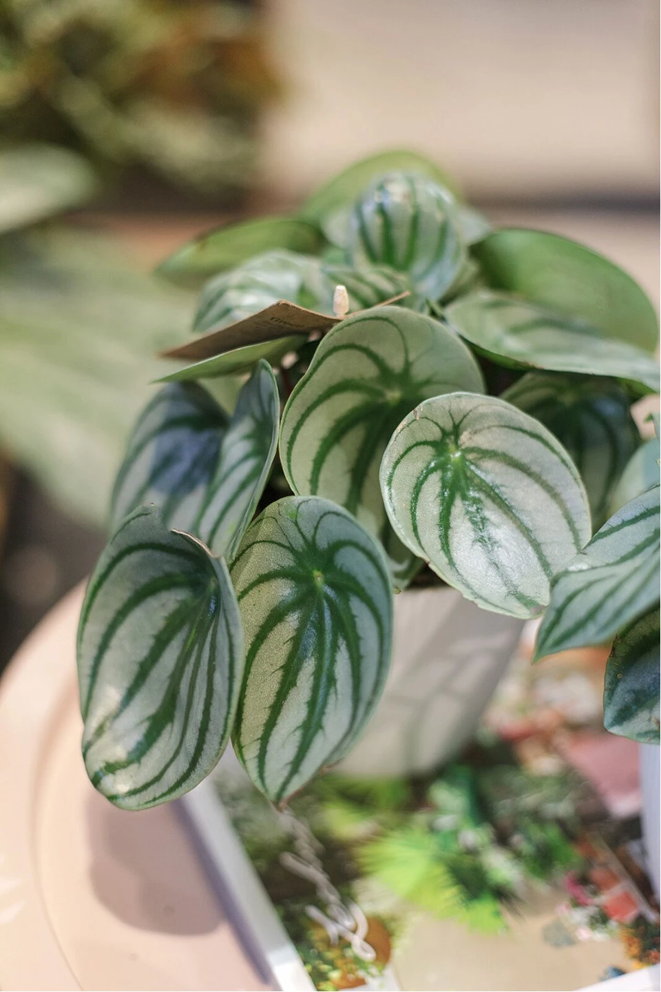 Пеперомия серебристая (Peperomia argyreia) - подарочное оформление