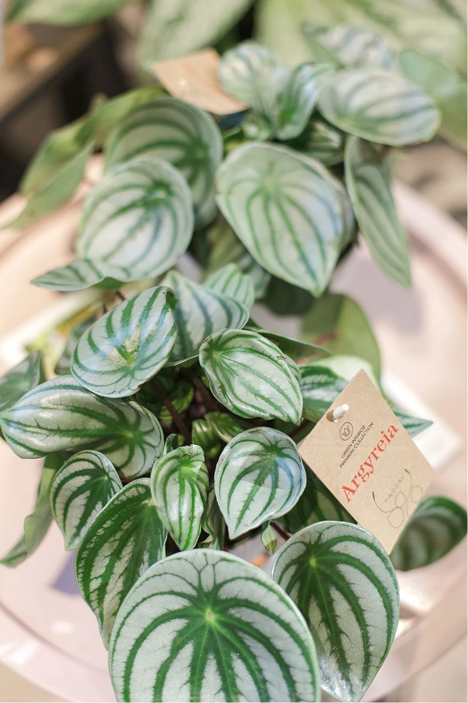 Пеперомия серебристая (Peperomia argyreia) - быстрая доставка в Минске