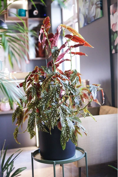 Бегония Макулата (Begonia Maculata) 110 см