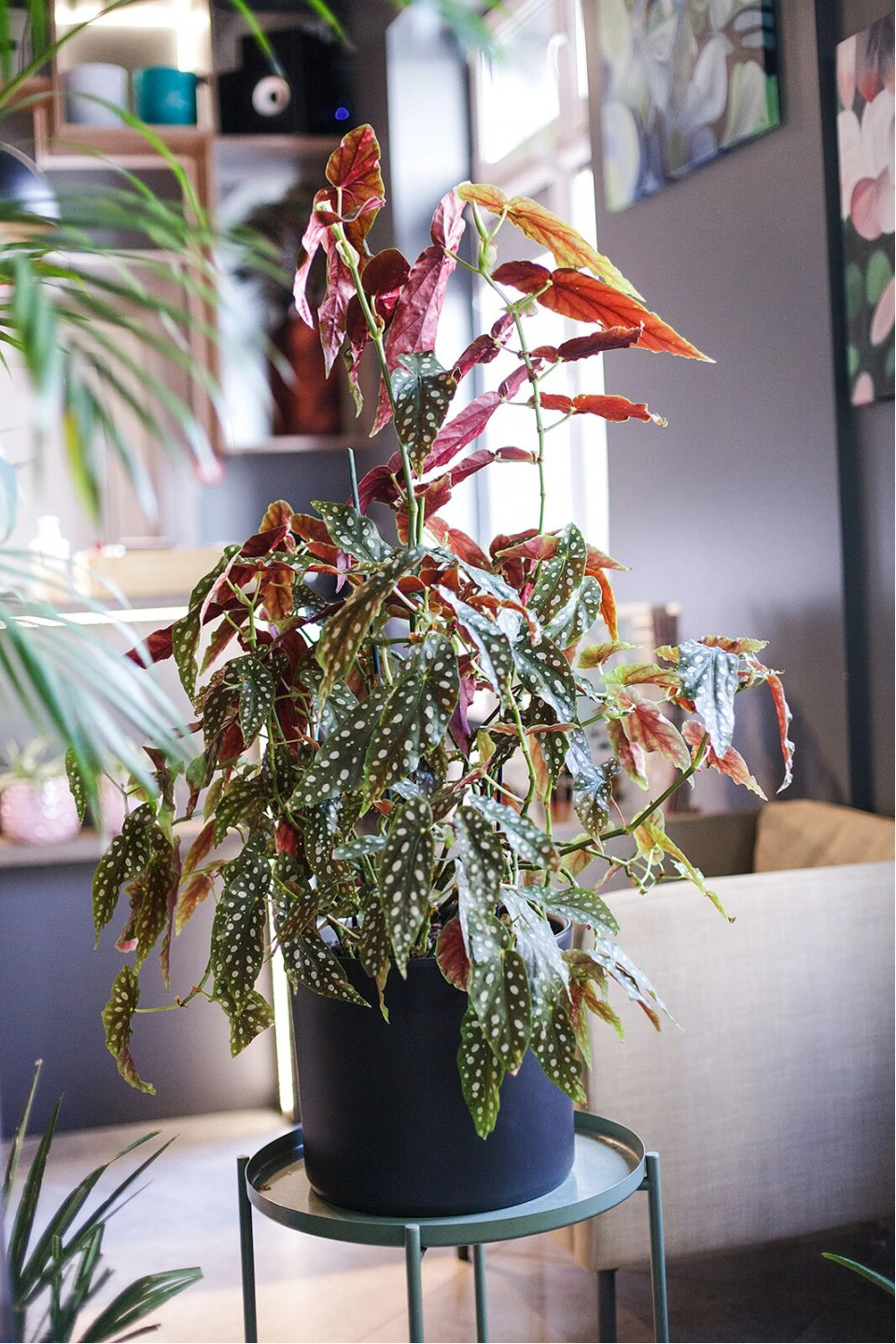 Бегония Макулата (Begonia Maculata) 110 см
