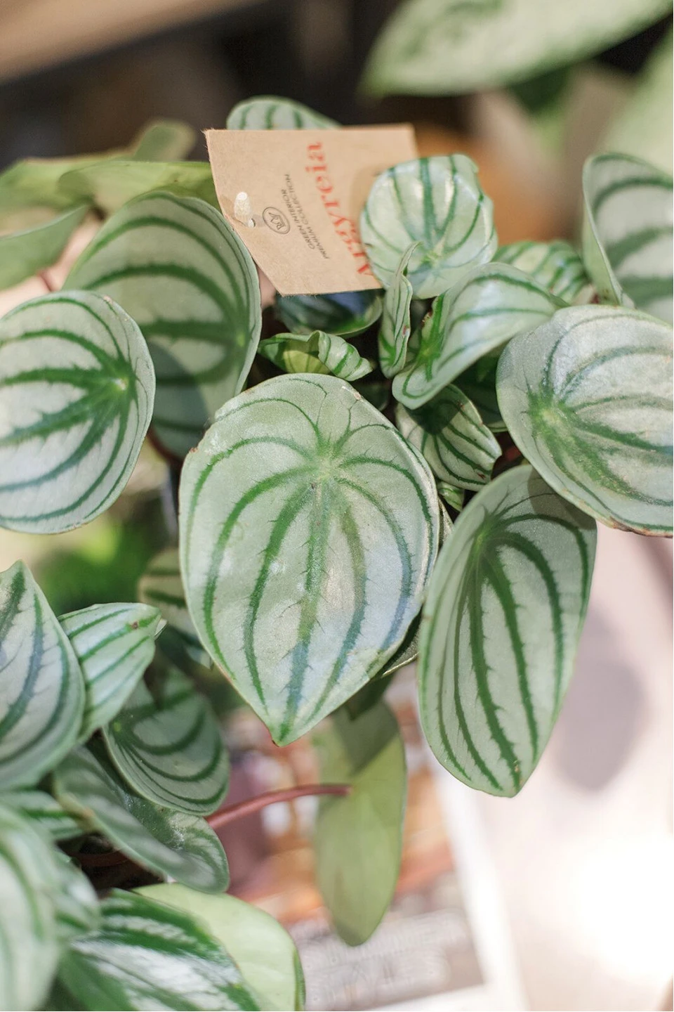 Пеперомия серебристая (Peperomia argyreia) - с доставкой по Минску