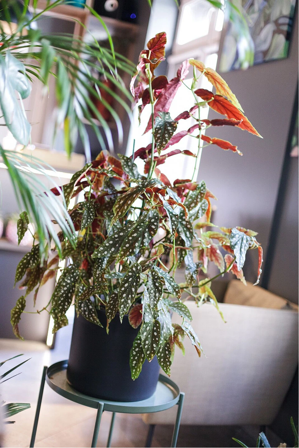 Бегония Макулата (Begonia Maculata) 110 см - с доставкой по Минску