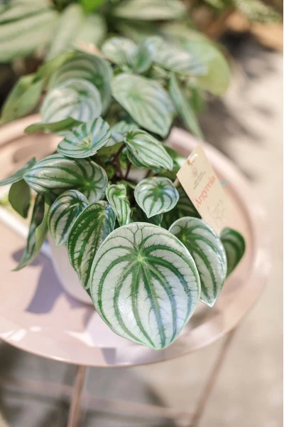 Пеперомия серебристая (Peperomia argyreia)