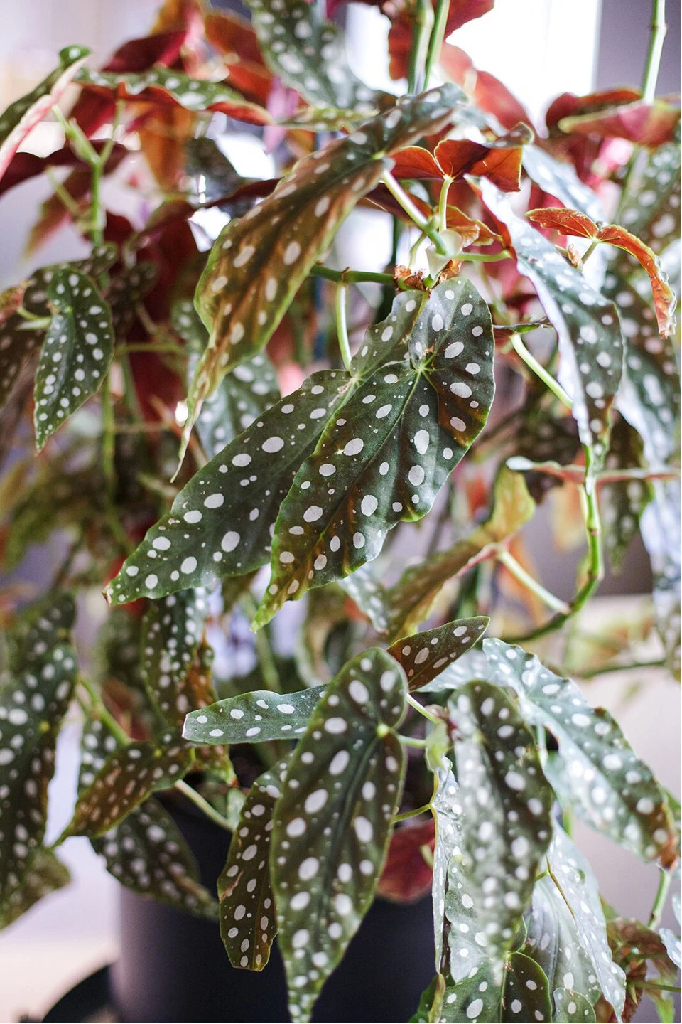 Бегония Макулата (Begonia Maculata) 110 см - подарочное оформление