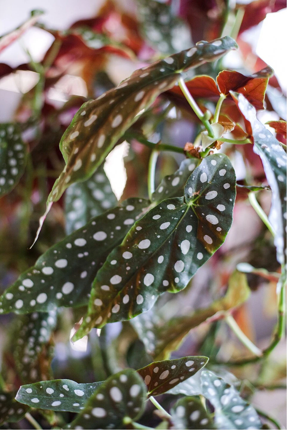 Бегония Макулата (Begonia Maculata) 110 см - быстрая доставка в Минске
