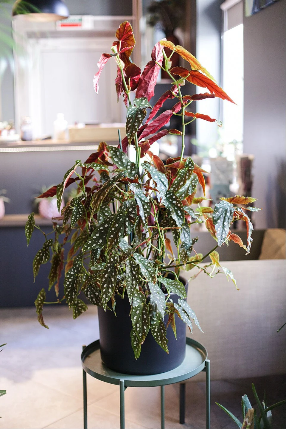Бегония Макулата (Begonia Maculata) 110 см - для женщины/молодой пары