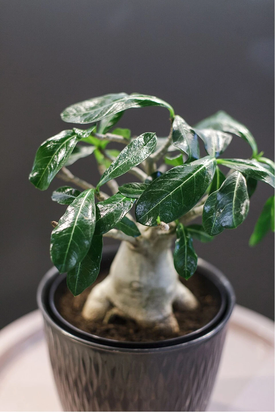 Адениум (Adenium Ansu Baobab) 45 см - с доставкой по Минску